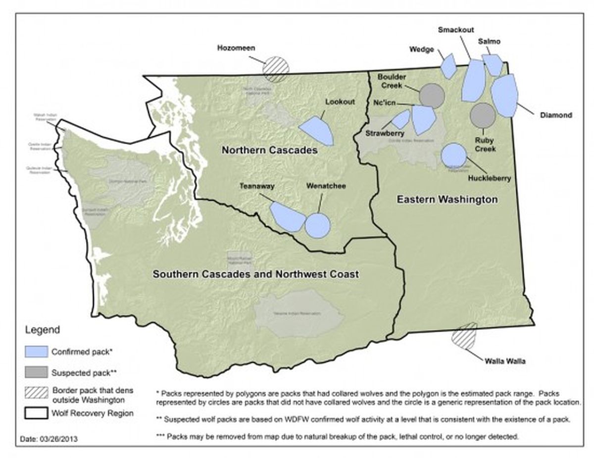 A new wolf pack near Wenatchee was confirmed in the third week of March 2013, bringing the number of confirmed packs in the state to 10. (Washington Fish and Wildlife Department)
