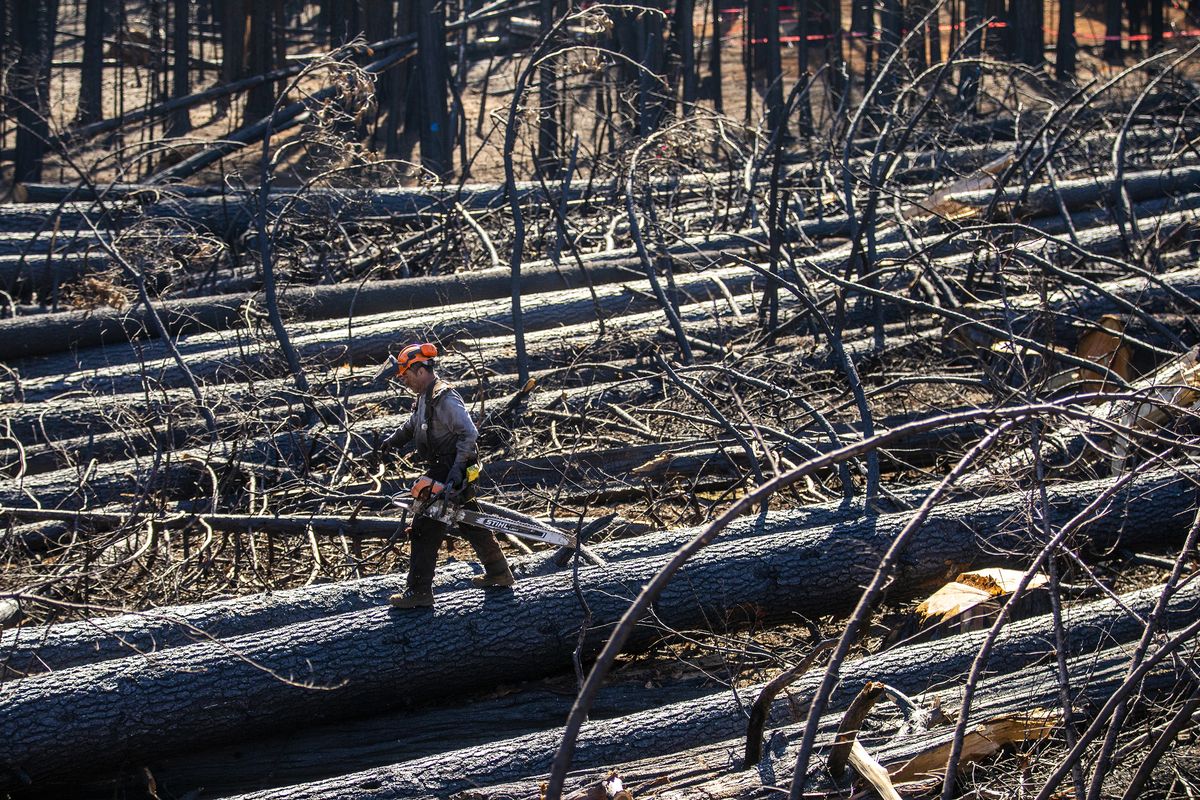 Jesus Garcia, 56, is dwarfed by massive trees as he works cutting lumber on Friday, Feb. 18, 2022, in Grizzly Flats, California.   (Francine Orr/Los Angeles Times/TNS)