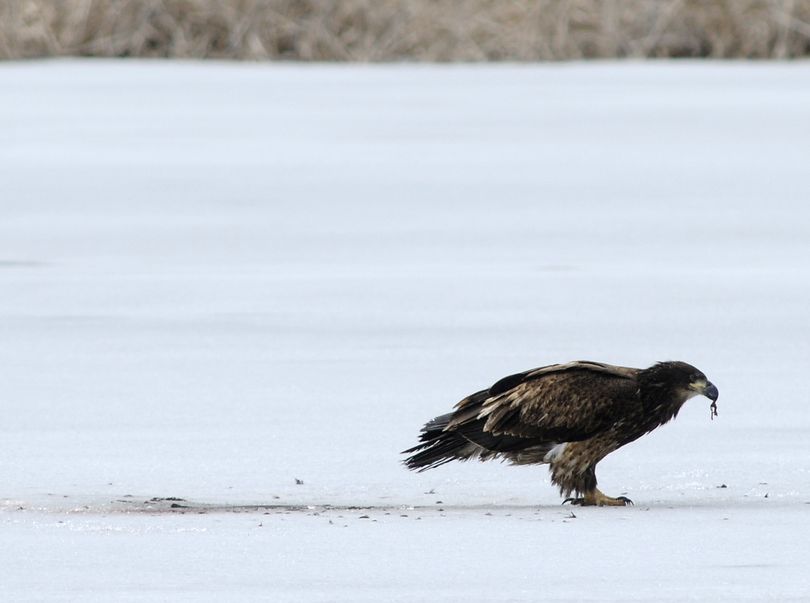 An immature bald eagle stops at Fish Lake for a snack Thursday, Mar. 19, 2009.  It was the last day of winter, but the lake was still completely iced over.  JESSE TINSLEY THE SPOKESMAN-REVIEW (Jesse Tinsley / The Spokesman-Review)