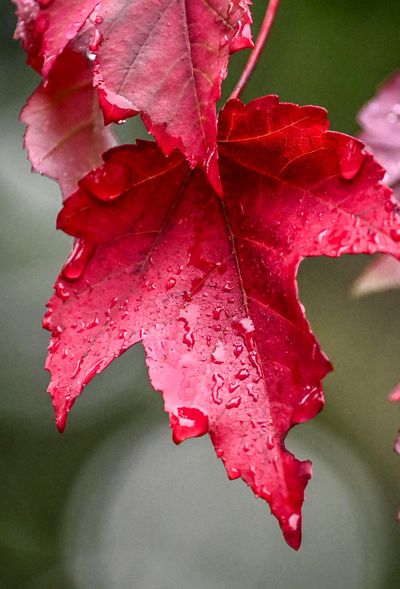 Bold body leadin: Bright red leaves on a maple tree drip water Wednesday after a steady rain in Spokane. Rainfall amounts varied Wednesday in the region with 0.06 inches falling at the Spokane International Airport, 0.2 inches at Felts Field and 0.05 inches in Deer Park, according to Greg Koch, meteorologist at the National Weather Service in Spokane. Koch said light rain is possible Thursday afternoon and could return early next week.  (Dan Pelle/THESPOKESMAN-REVIEW)