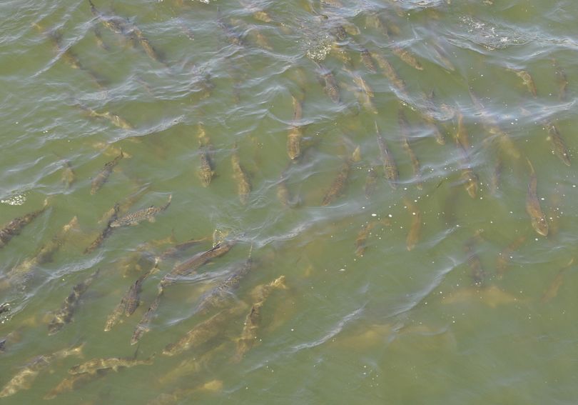 Fall salmon run approaching the dam between Capitol Lake and Budd Inlet on Aug. 29, 2016. (Jim Camden/The Spokesman-Review)