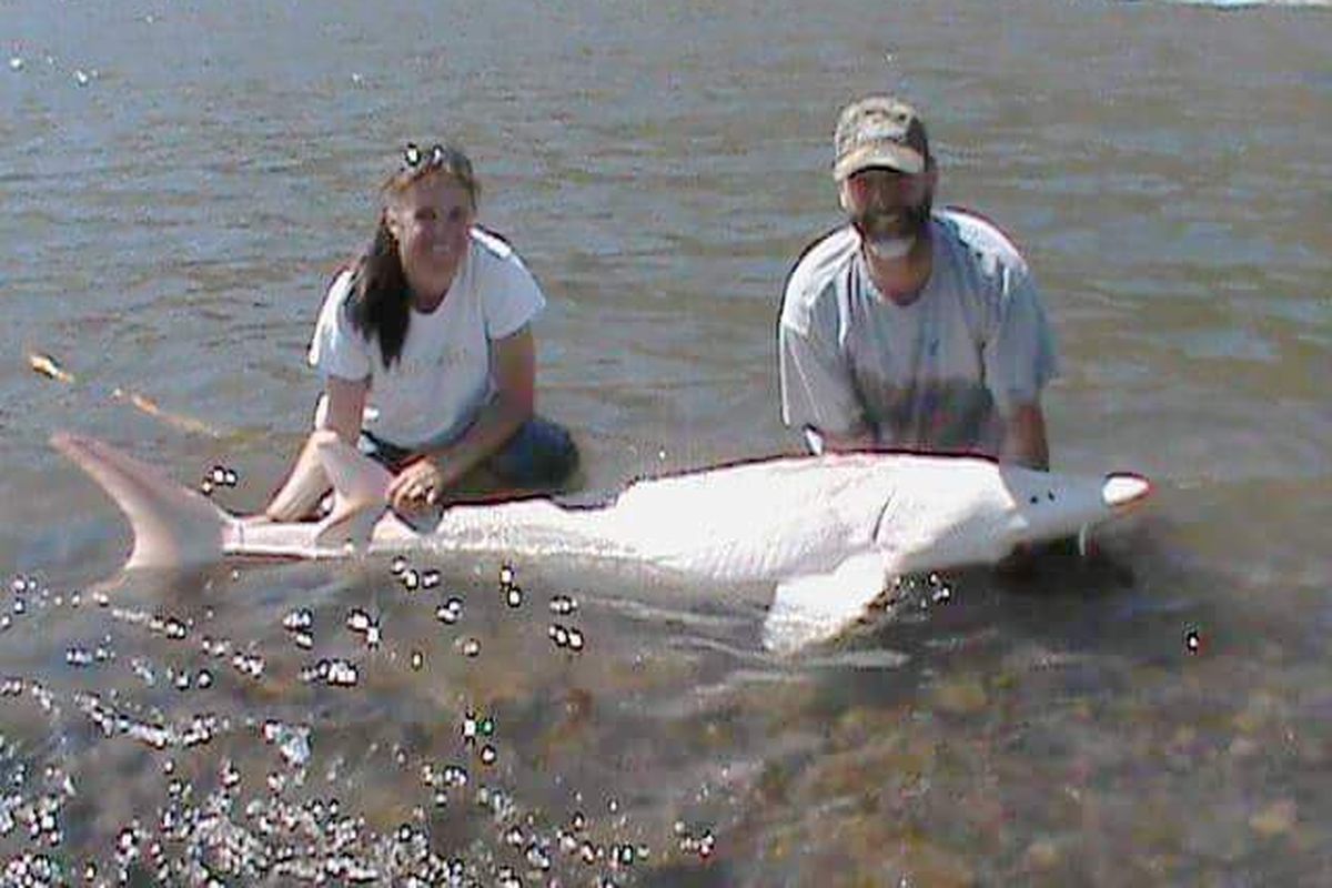 Lake Roosevelt white sturgeon fishery to open May 27 | The Spokesman-Review