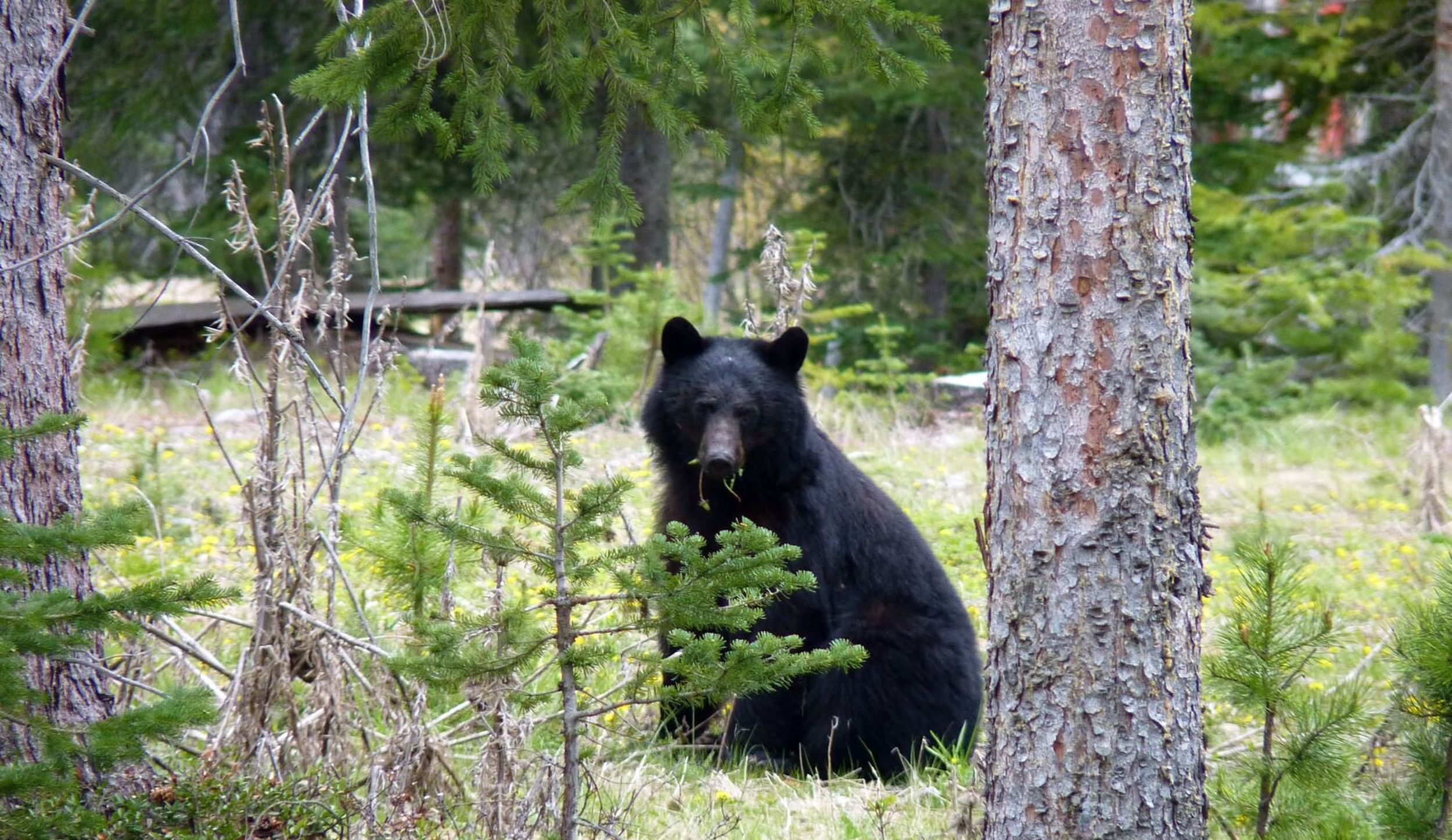 On 5-4 vote, Washington Fish and Wildlife Commission rejects season washington fish and wildlife commission meeting