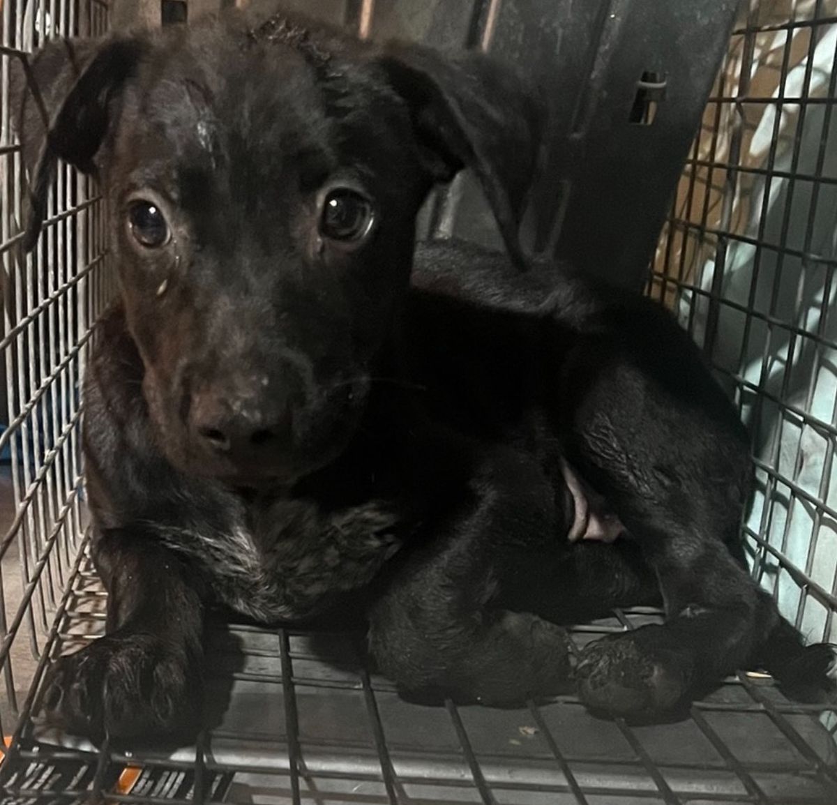 A puppy that Callie Clemens and a group of volunteers rescued on July 27. The dog was stuck in a storm drain. (Emily Daniels/Handout)