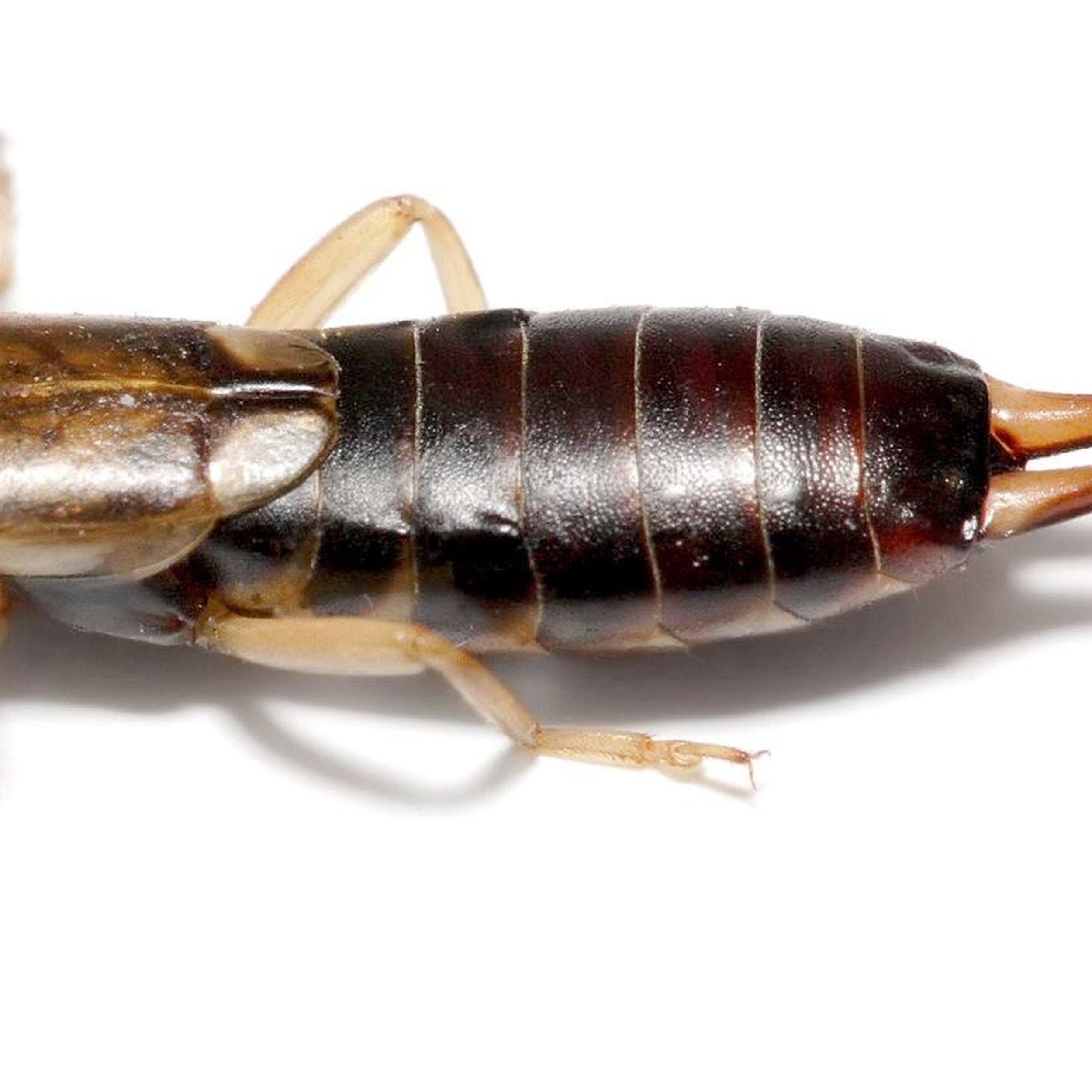 Earwigs are perfect garden pest control - Gardens Illustrated