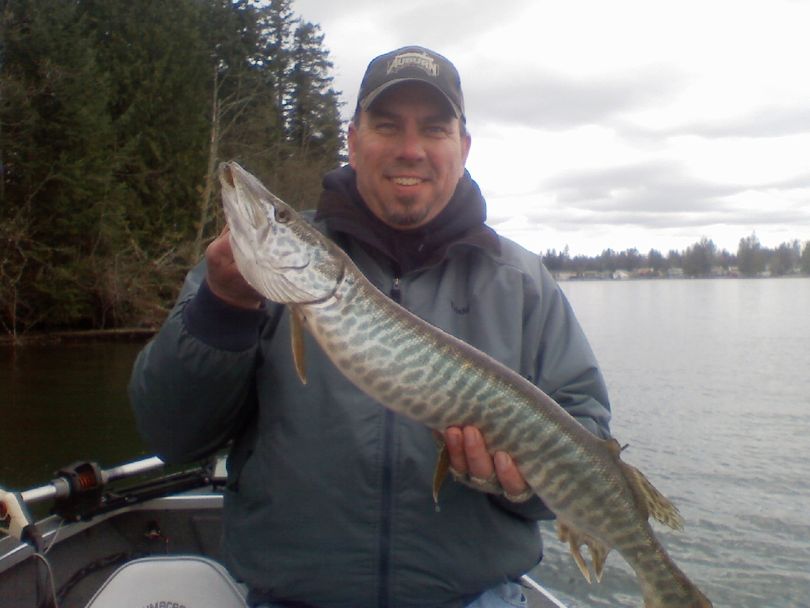 Todd Reis of the Cascade Musky Association displays his first tiger musky of the 2011 season. (Courtesy photo)