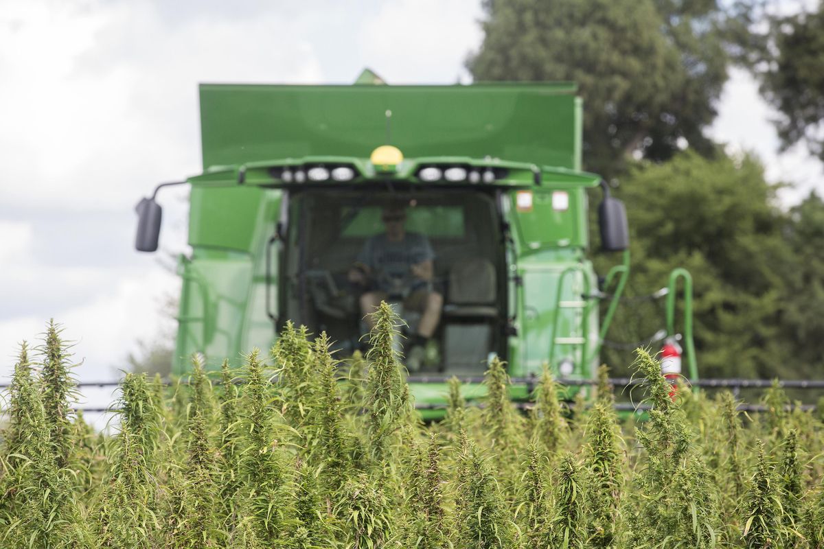 A farmer harvests hemp at Murray State University’s West Farm in this August 2017 photo. Kentucky is one of the top-producing hemp states in the country, and Washington legislators are hoping to take a bite of out of the market that’s emerging after the federal Farm Bill legalized industrial hemp production late last year. (Ryan Hermens / AP)
