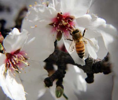 
Pollination plummets during the summer months, when heat keeps bees away.
 (Associated Press / The Spokesman-Review)