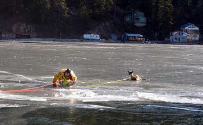
A deer is rescued Friday on Deer Lake by the Spokane Water Rescue Team. The deer was approximately 100 yards from shore in the icy waters when Keith and Debbie Ferguson called authorities. Water rescue team members were able to save the deer within moments of their arrival. 
 (Courtesy of Keith and Debbie Ferguson / The Spokesman-Review)