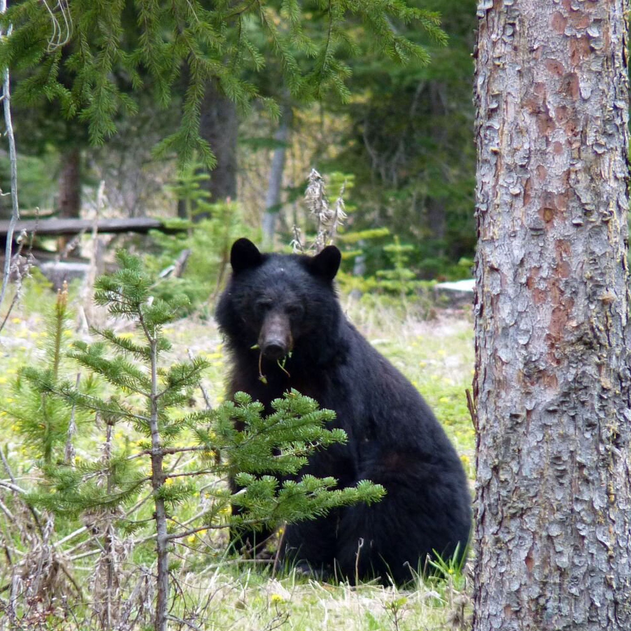 Washington Fish and Wildlife Commission Votes to Permanently