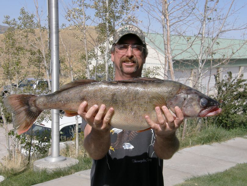 Damon Rush of Pocatello poses with the Idaho state record walleye he caught Sept. 10, 2011, in Oakley Reservoir.  The fish weighted 17 pounds, 14 ounces and measured 34.5 inches long and 21.875 inches in girth.

 (Courtesy photo)