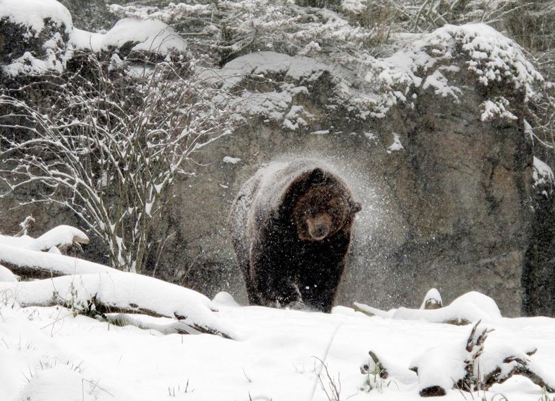 A grizzly bear shakes off snow. (Associated Press)