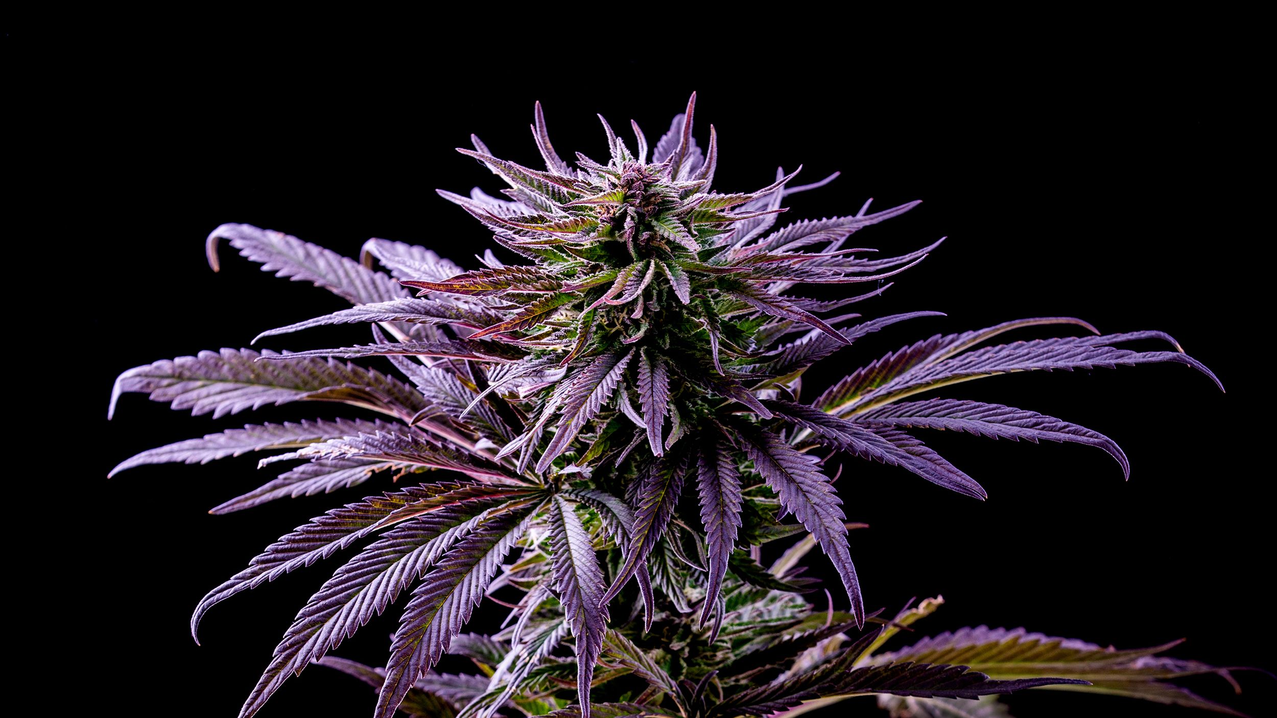 Pink Berry Marijuana Strain Information