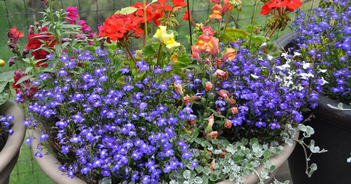 Gardening: Keep garden happy with fertilizer, water and weeding