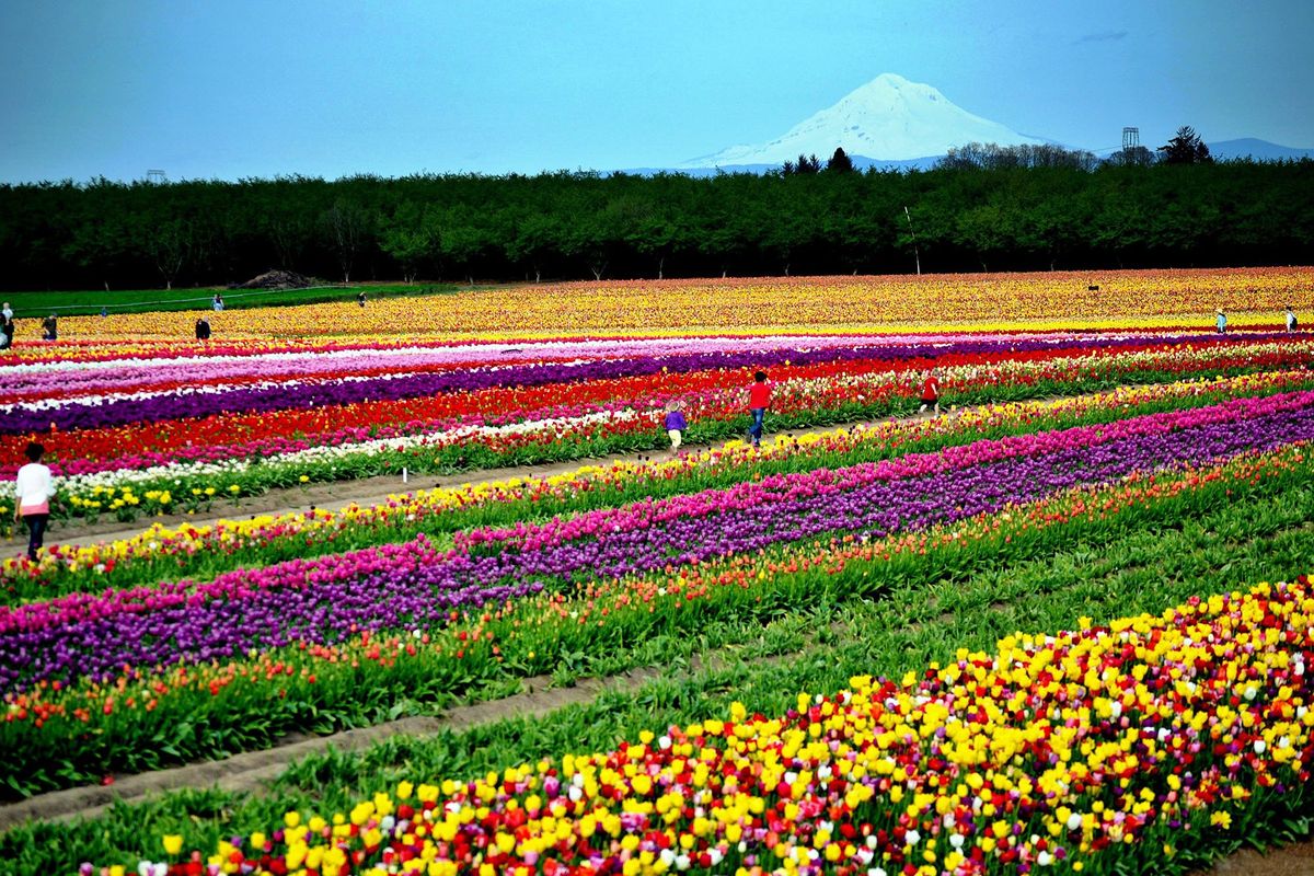 Colors found in the fields of Skagit Valley stagger the imagination. The annual tulip festival is part of spring on the west coast north of Seattle.  (Courtesy of Mike Broadwater photo)