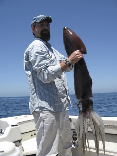 In this March 2005 photo, John Hyde, a marine biologist with the National Marine Fisheries Service, holds a Humboldt squid  off the San Diego coast.  (File Associated Press / The Spokesman-Review)