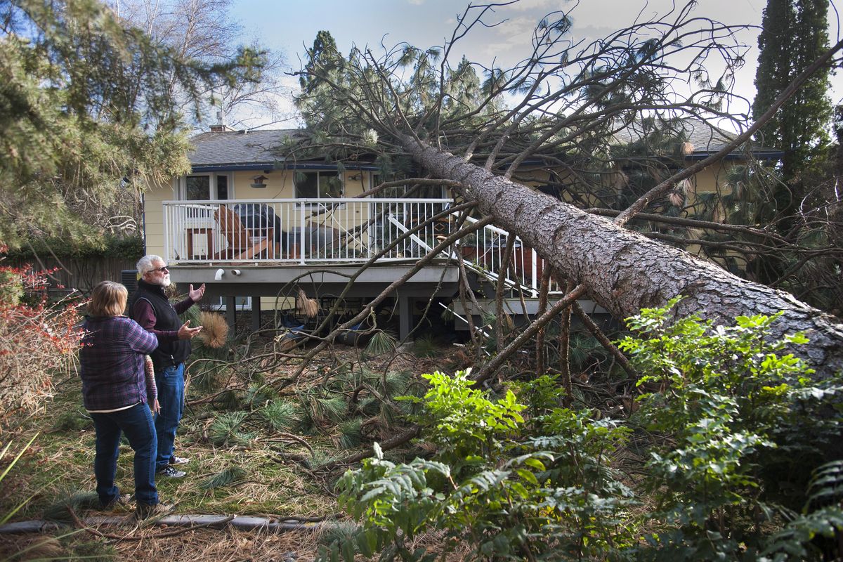 Pam and Scott Travis view the damage to their home at 55th and Pittsburg on Wednesday after a pine tree smashed their rear deck and kitchen area. (Dan Pelle / The Spokesman-Review)