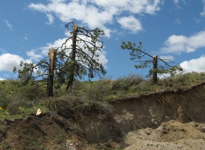 Trees in northern Lincoln County were snapped in a storm last Wednesday that the National Weather Service now says was a tornado. This photo was taken about nine miles north of Davenport in the vicinity of Teel Hill Road along a ridge above the Spokane River canyon. Photo courtesy of Kerry Jones, National Weather Service (Photo courtesy of Kerry Jones, National Weather Service / The Spokesman-Review)