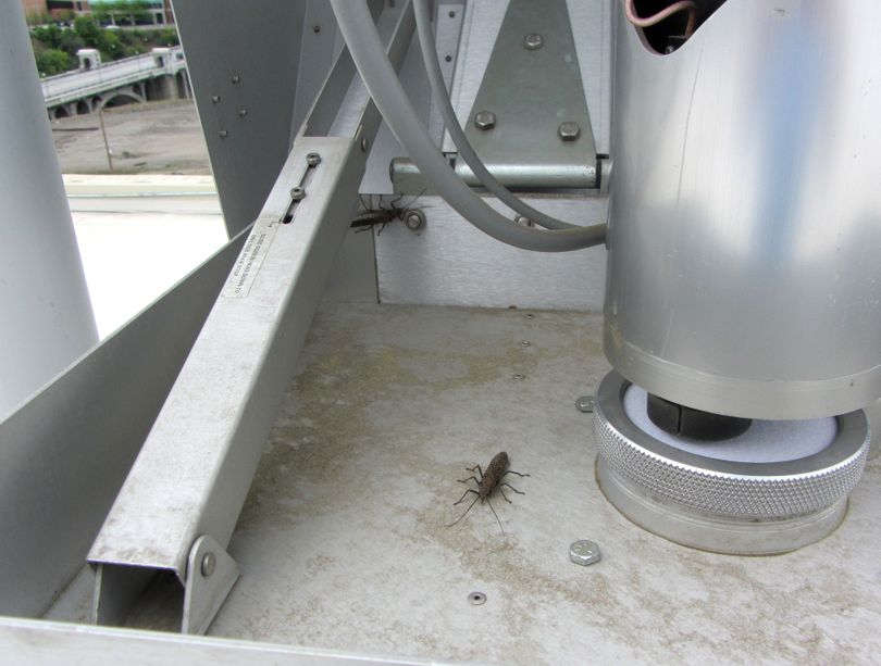 Salmon flies showed up at the end of May 2012 in a radiation monitoring station on top of the Spokane Regional Health Building. (Mike LaScuola)