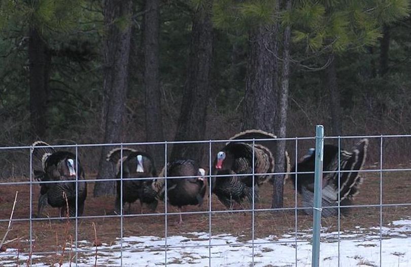 Wild turkey toms were strutting for the first time this winter on March 3, 2011, in the yard of a Mount Spokane-area resident. (Courtesy photo)