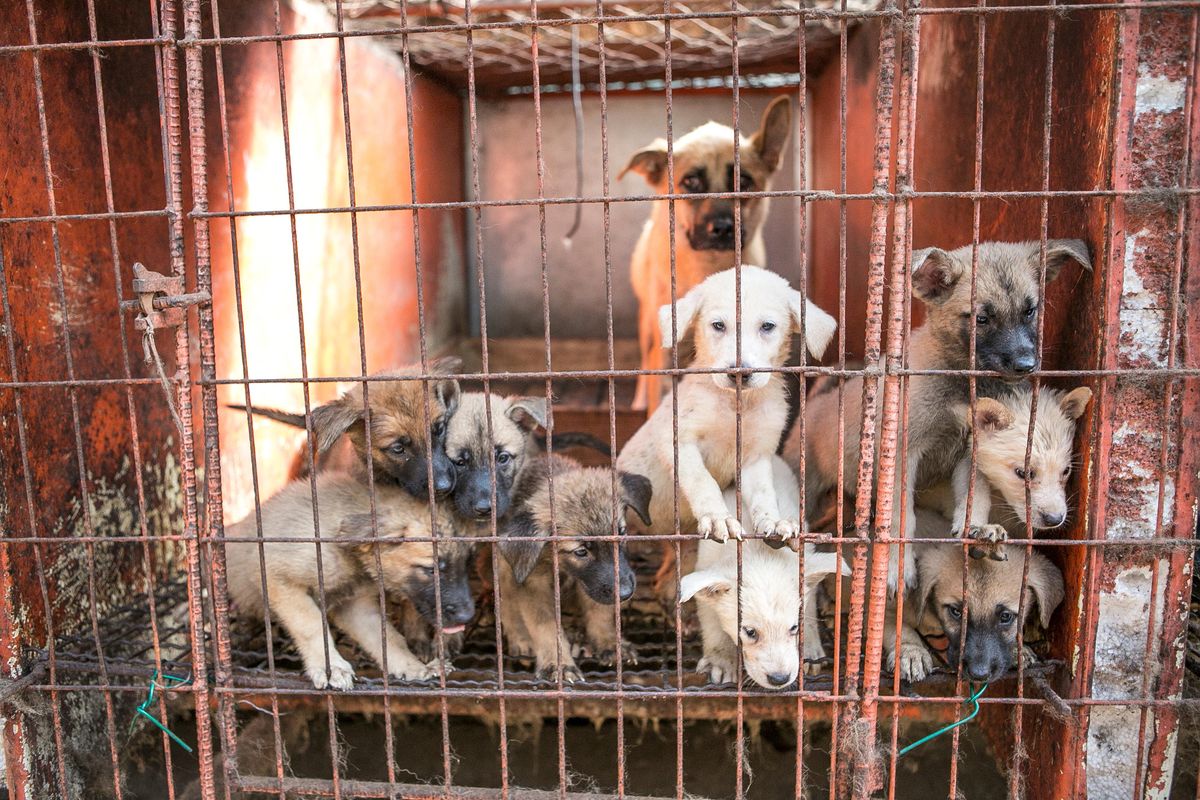 A mother dog and her puppies are shown locked in a cage at a dog meat farm in Namyangju, South Korea, on Saturday, August 18, 2018. (Jean Chung / Humane Society)