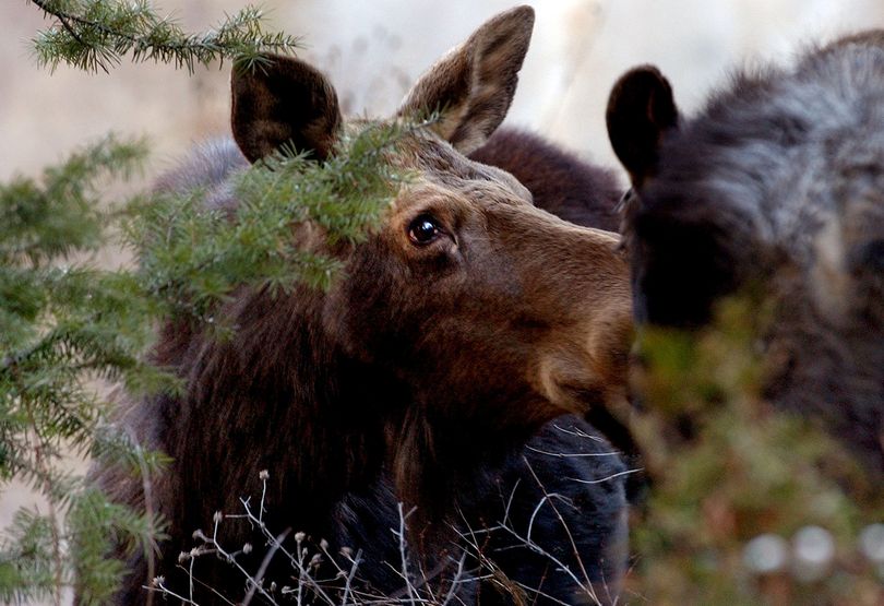 Moose have become fairly common sights roaming the fringes of North Idaho or Spokane-area communities. Local agencies say they regularly get complaints about moose munching and messing gardens and landscaping, but usually it’s best to leave the big creatures be.  (File)