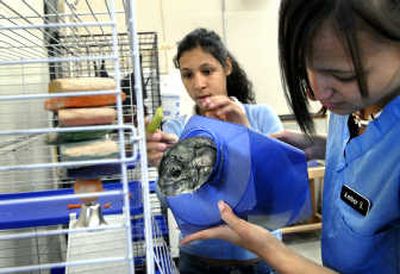 
Veterinary assistant students Barbara Monnone, left, and Amber Selvidge try to coax a chinchilla named Dusty out of his plastic cubby at the Spokane Skills Center in Spokane. The Skills Center is among career- and college-preparation options available to area high school students. 
 (Holly Pickett / The Spokesman-Review)