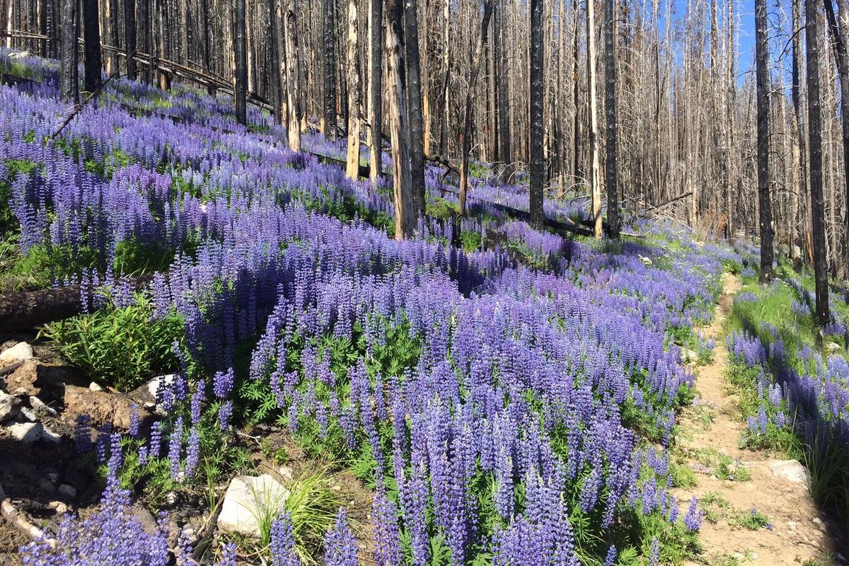 Lupine blooms in profusion along Parker Ridge trail in a portion of the Selkirk Mountains that burned in 2015 (Ammi Midstokke / Ammi Midstokke photo)