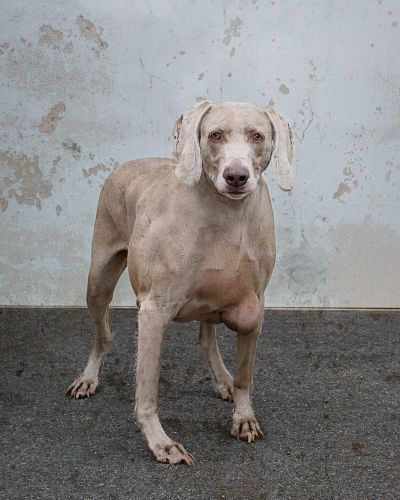 This Weimaraner is available for adoption at Spokane County Regional Animal Protection Service. He is a neutered male dog. (Karen Fosberg)
