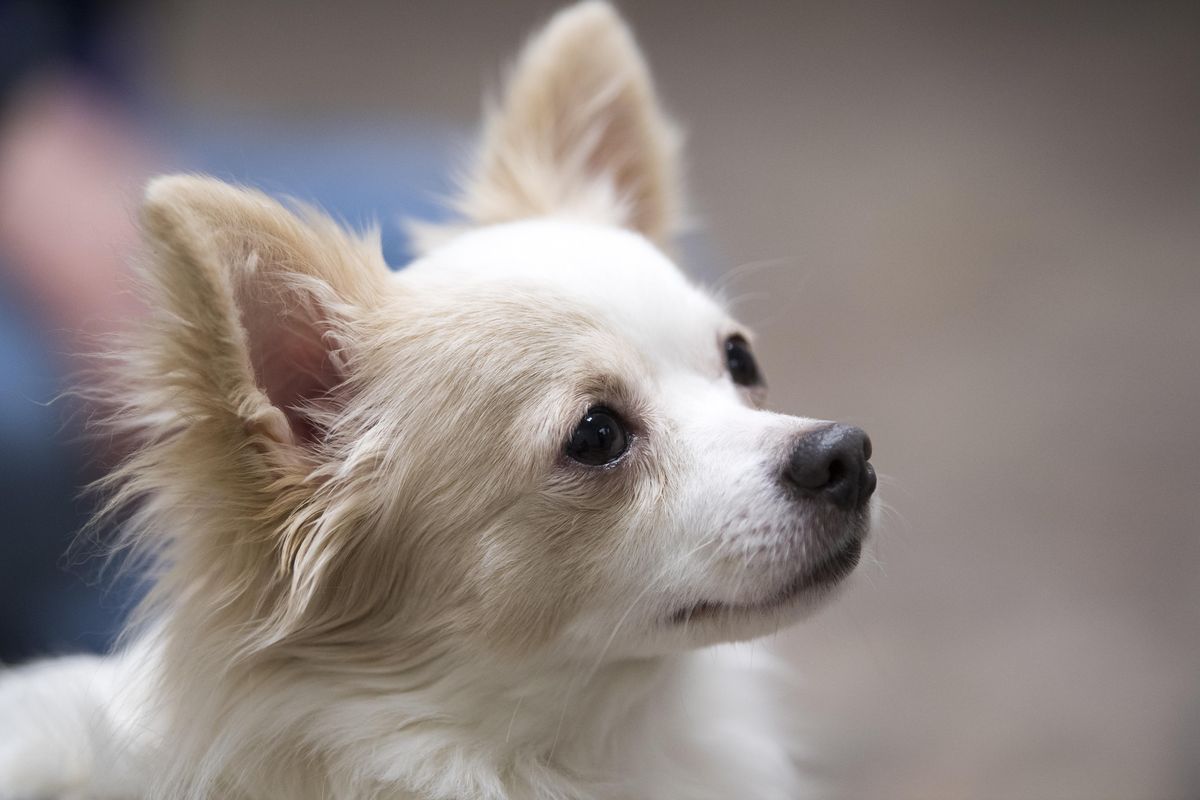 A long-haired Chihuahua named Marco Polo looks at visitors to the Spokane Humane Society Monday, Mat 1, 2017. This and several other dogs with social problems were spending time with  volunteer Janie Stowell to help them acclimate to human interaction. (Jesse Tinsley / The Spokesman-Review)