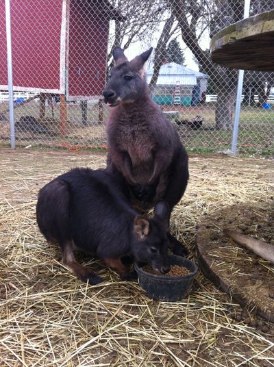 One of three wallaroos living with Andie Davis of Deer Park escaped this weekend and remains missing.