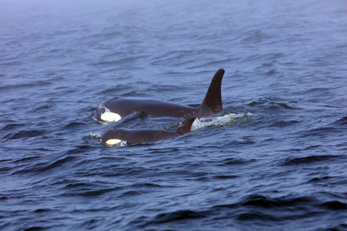 Southern resident killer whale J50 and her mother, J16, swim Aug. 7, 2018, off the west coast of Vancouver Island near Port Renfrew, B.C. J50 is the sick whale that a team of experts are hoping to save by giving her antibiotics or feeding her live salmon at sea. The experts now have authorization to intervene with medical treatment in both U.S. and Canadian waters once the critically endangered orca shows up again in the inland waters of the Pacific Northwest. (Brian Gisborne / Associated Press)