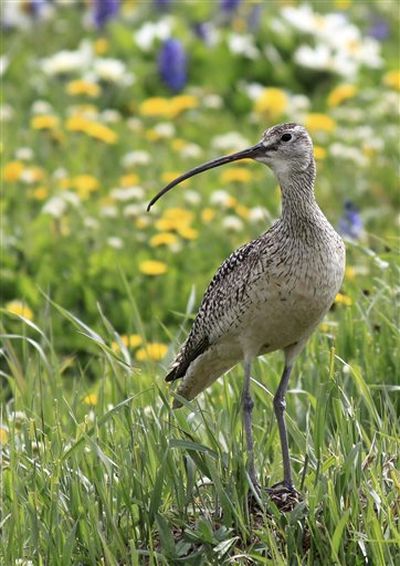 Long-billed curlew (AP)