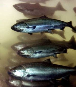 
Salmon  pass through the Bonneville Dam fish ladder. Salmon advocates want a judge to force NOAA Fisheries to obey a court order on pesiticide protections for the fish.  Associated Press
 (File Associated Press / The Spokesman-Review)