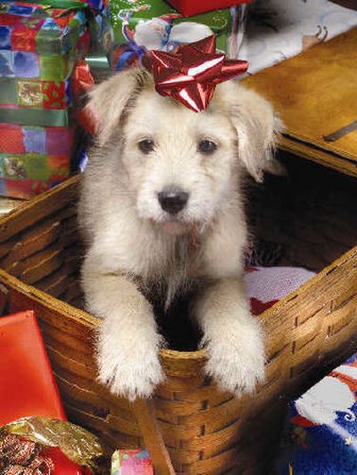 By making changes to your household and schedule, you can ensure your new puppy will feel at home.
(MultiAd / The Spokesman-Review)