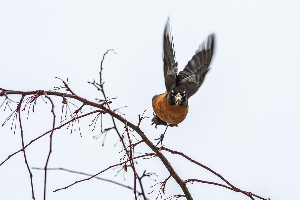 A robin launches from a tree branch on Spokanes South Hill, Friday, Feb, 15, 2019. (Dan Pelle / The Spokesman-Review)