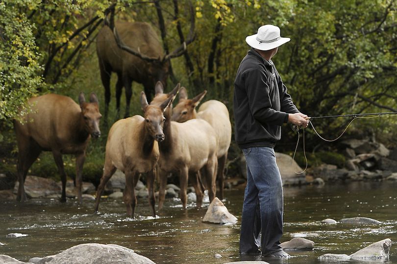 Matthew LaGrange, a man of the cloth from Texas, was fishing near Estes Park with his friend Dan Scates of Longmont, Colo., as a bull elk slowly herded its harem across the Big Thompson River -- directly at the anglers.

 (Denver Post)
