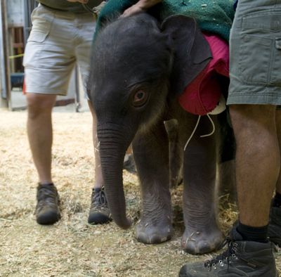 Elephant keepers help support the newborn elephant calf, the 28th elephant born at the Oregon Zoo, Saturday in Portland.  (Associated Press / The Spokesman-Review)