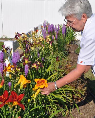 Fran Johnston admires some of her daylilies that had just opened for the day. The orange and yellow blooms are a bright contrast to the purple laitris spikes.