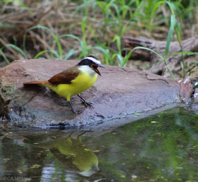 A Great Kiskadee sings near a feeding station in Bentsen-Rio Grande State Park near McAllen, Texas. (Cheryl-Anne Millsap / Photo by Cheryl-Anne Millsap)
