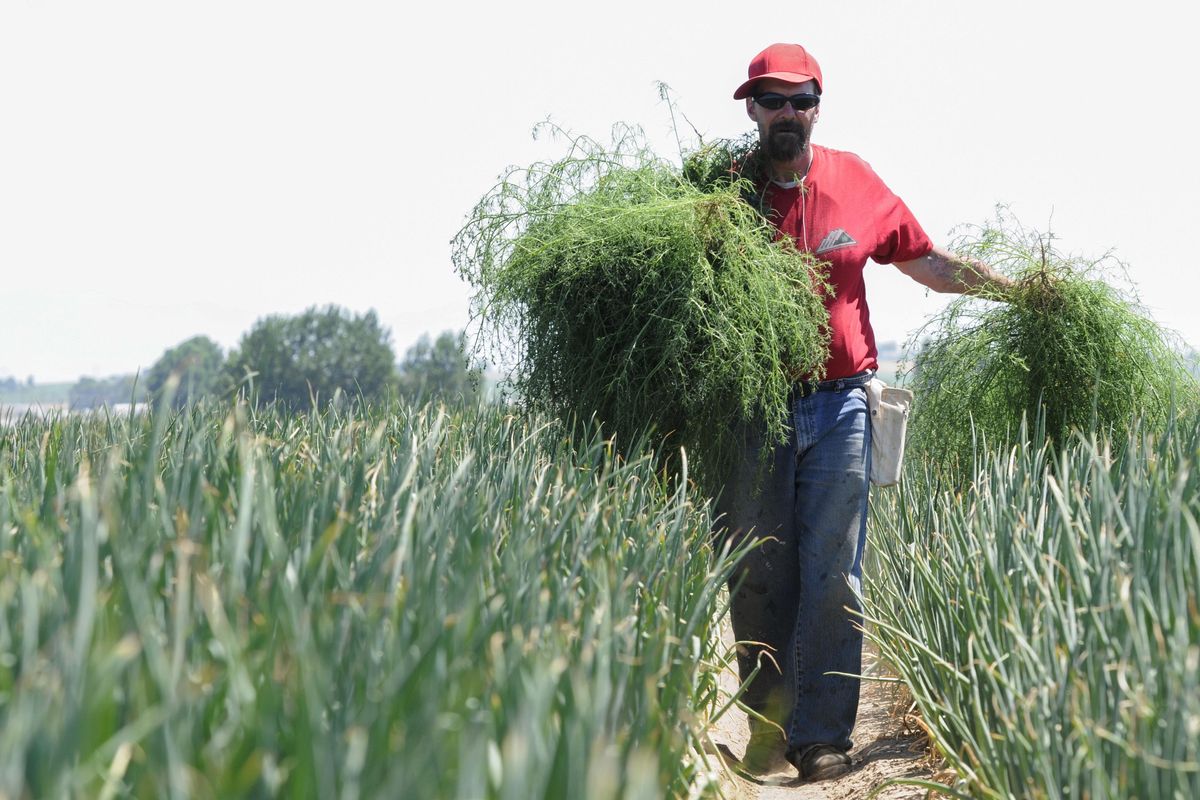 In this July 21, 2017, photo, Kenneth Price works the field in Caldwell, Idaho. Price is part of a working crew at the Idaho Department of Corrections that serves the community as a farm hand in Canyon County. (Chris Bronson / Idaho Press-Tribune via AP)