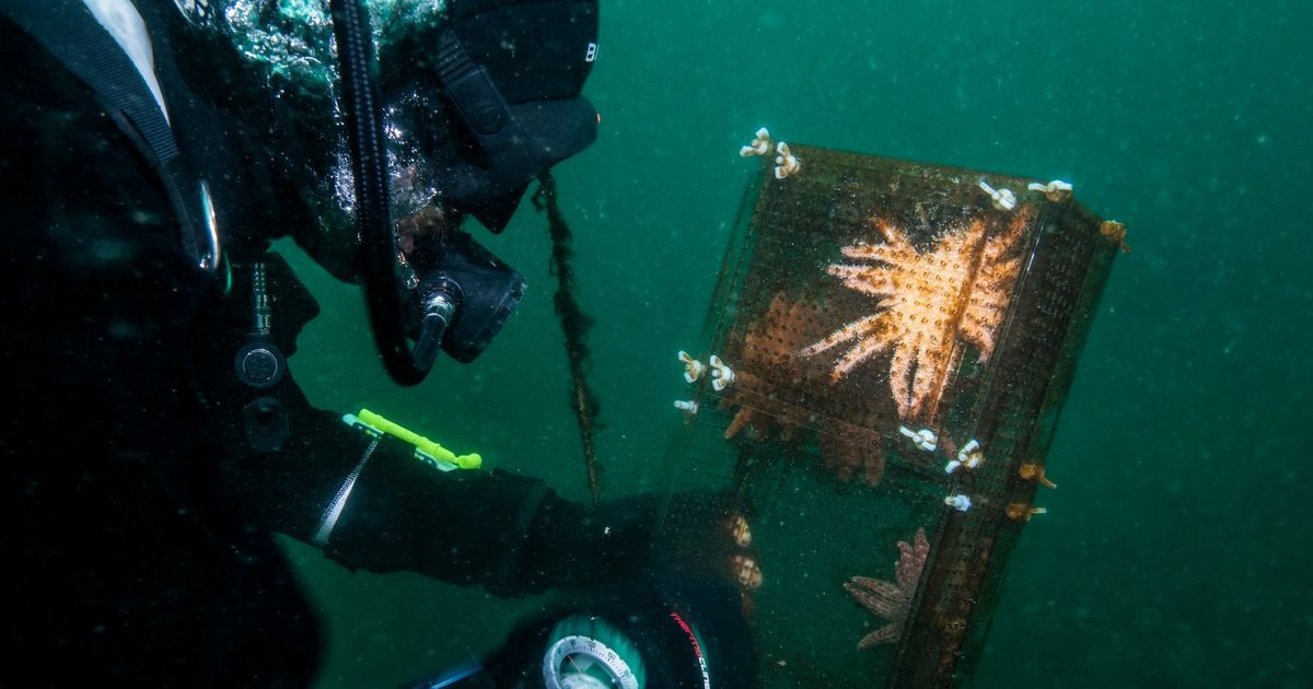 Scientists say they’ve solved the mystery of starfish that turn to goo