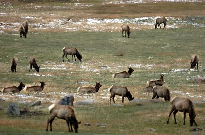 Wintering elk herd. (Associated Press)