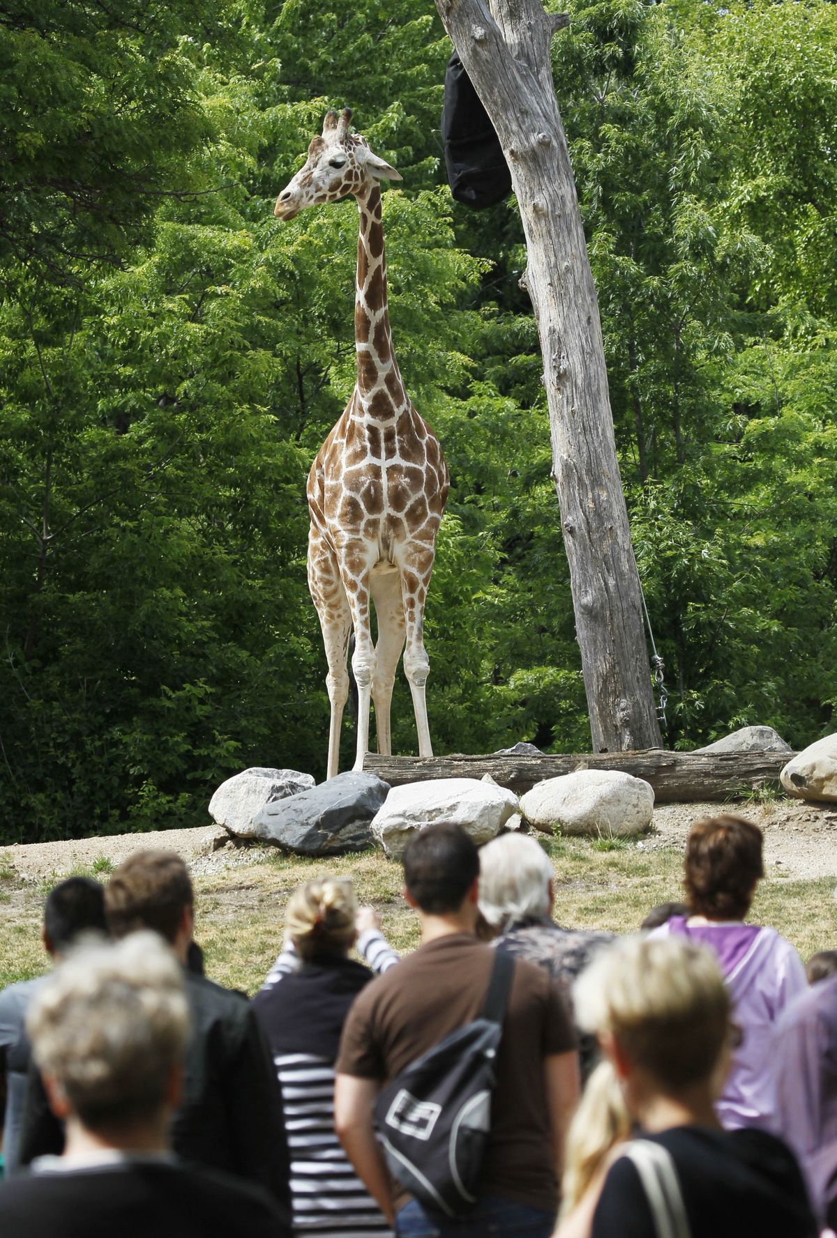 Chicago’s Lincoln Park Zoo. (Associated Press)