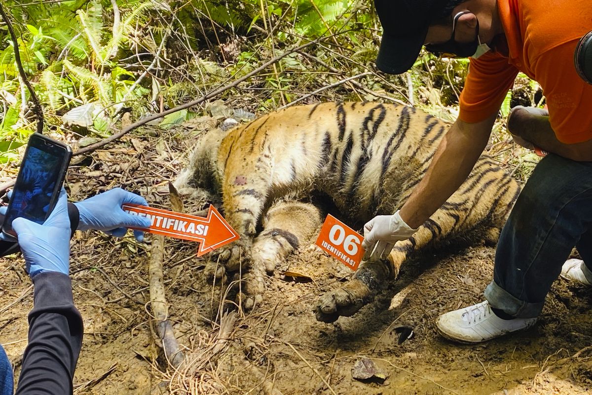 Investigators examine the carcass of one of three Sumatran tigers found dead in Ie Buboh village in South Aceh, Indonesia, Thursday, Aug. 26, 2021. A critically endangered Sumatran tiger and its two cubs were found dead in a conservation area on Sumatra island after being caught in boar traps, in the latest setback to a species whose numbers are estimate to have dwindled to about 400 individuals, authorities said Friday, Aug. 27, 2021.  (Tuah Albanna)