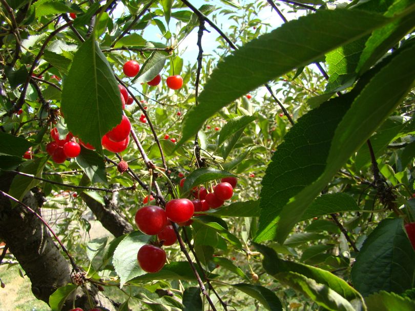 Ripe pie cherries at a Greenbluff orchard. (Maggie Bullock)