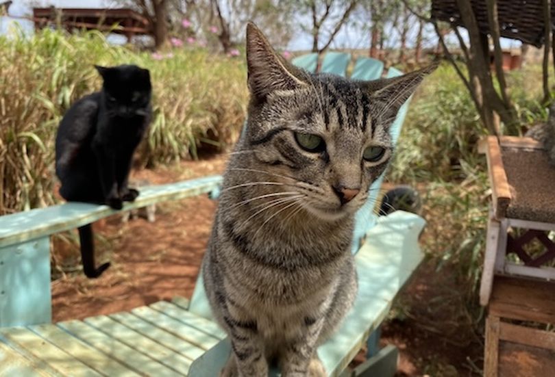 The Lanai Cat Sanctuary protects both feral cats and the island's bird population. (Dan Webster)