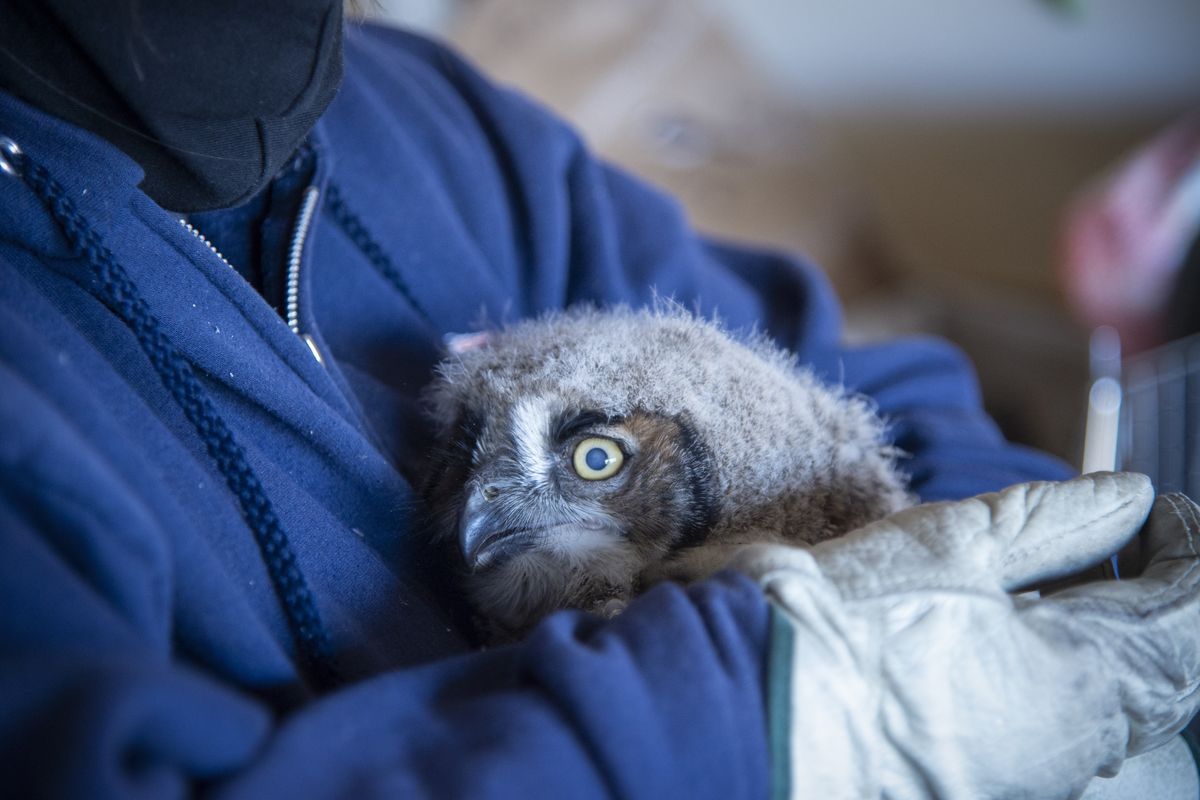 Tina Penny, a volunteer with Birds of Prey Northwest, holds a month-old baby great horned owl that she is caring for until she can return it to an adult owl’s nest. Photographed Wednesday, April 28, 2021 at Penny’s home on the West Plains of Spokane.  (Jesse Tinsley/The Spokesman-Review)