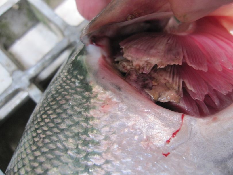 Columnaris bacteria lesions mar the gills of a sockeye salmon that was moving up the Columbia River in July 2015.