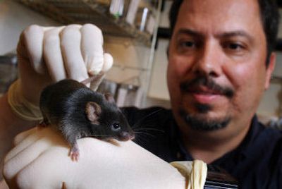 University of Texas at Austin professor Dr. Mendell Rimer holds a laboratory mouse used for neurobiological studies in Austin on Thursday. Rimer spent 2 1/2  half years engineering mice with muscles that lose connection to their nerve cells. (Associated Press / The Spokesman-Review)